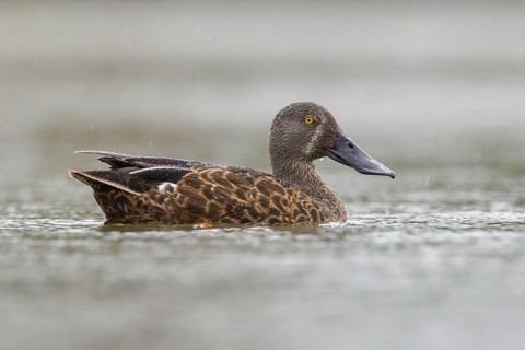 Australasian Shoveler (Spatula rhynchotis) male, Victoria, Australia
