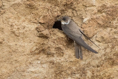 Sand Martin (Riparia riparia) at nesting wall, North Rhine-Westphalia, Germany