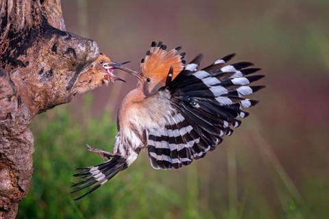 Eurasian Hoopoe (Upupa epops) feeding chicks in the breeding cave, Serbia