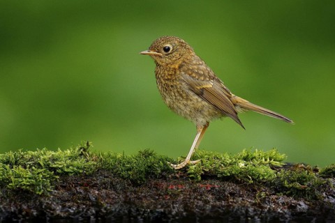 Eurasian wren, Troglodytes troglodytes, brown songbird sitting in the water, nice lichen tree