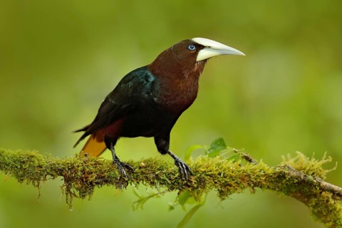 Chesnut-headed Oropendola, Psarocolius wagleri, portrait of exotic bird from Costa Rica, brown with