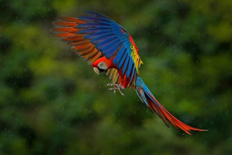 Wildlife scene from tropic nature. Red bird in the forest. Parrot flight. Red parrot in rain. Macaw