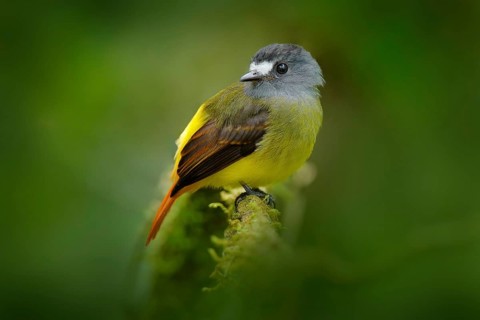 Myiotriccus ornatus, Ornate flycatcher, yellow grey bird from Sumaco in Ecuador. Flycatcher sitting