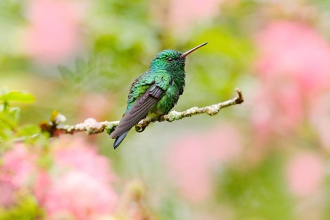 Green hummingbird Blue-chinned Sapphire, Chlorostilbon notatus, sitting on the branch with blurred