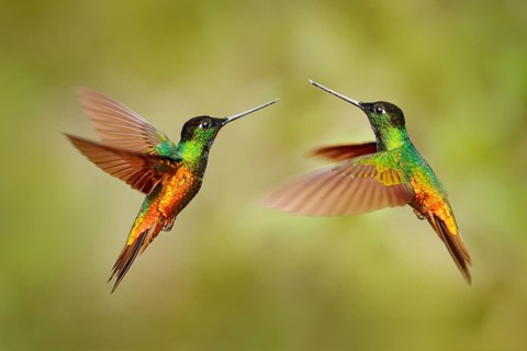 Bird fight. Hummingbird Golden-bellied Starfrontlet, Coeligena bonapartei, with long golden tail,