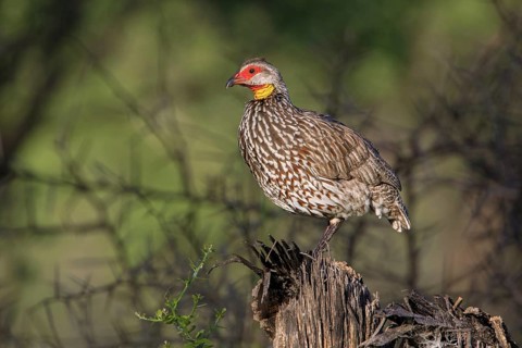 Yellow-necked Spurfowl (Pternistis leucoscepus) perched on the ground, Tarangire, Tanzania