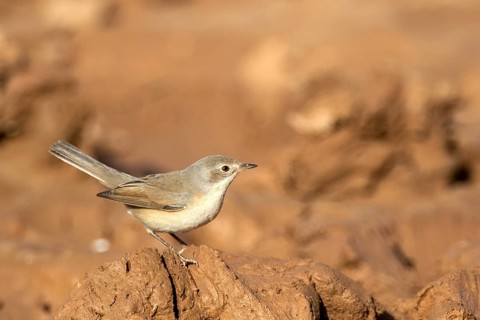 Common Whitethroat (Sylvia communis) female, Rgabi, Morocco