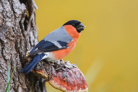 Eurasian Bullfinch (Pyrrhula pyrrhula) male, Bavaria, Germany