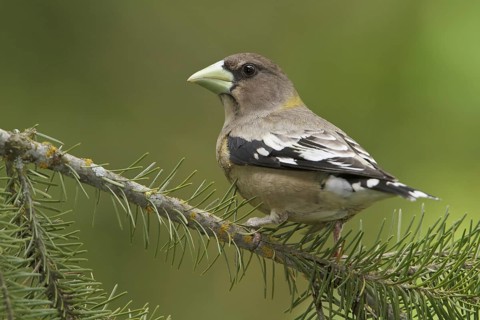 Evening Grosbeak (Hesperiphona vespertina) female, British Columbia, Canada