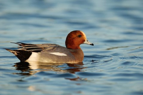 Eurasian Wigeon (Mareca penelope) male, Arizona, USA