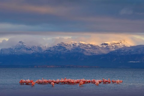 Hilean flamingos, Phoenicopterus chilensis, nice pink big birds with long necks, dancing in water,