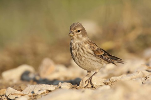 Common Linnet (Linaria cannabina) female, Croatia
