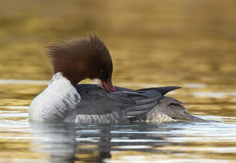 Common Merganser (Mergus merganser) female, Mecklenburg-Western Pomerania, Germany