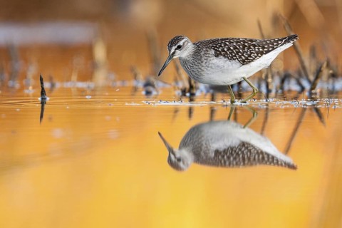 Wood Sandpiper (Tringa glareola), Greece
