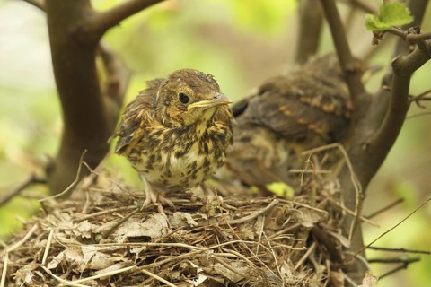 Song Thrush (Turdus philomelos) chick, Lower Saxony, Germany