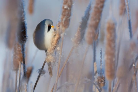 Bearded Reedling (Panurus biarmicus) male feeding on cattail seed, Thuringia, Germany