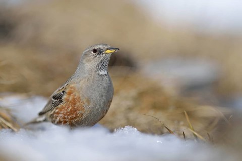 Alpine Accentor (Prunella collaris), Valais, Switzerland