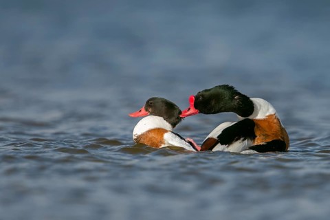Common Shelduck (Tadorna tadorna) pair, Netherlands