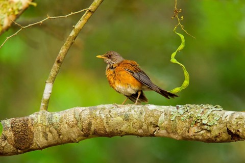 Rufous-backed Robin Turdus rufopalliatus El Tuito, Jalisco, Mexico 9 June Adult Turdidae