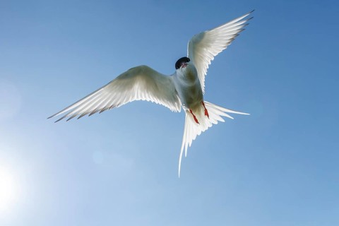 Arctic Tern (Sterna paradisaea), flying, Farne Islands, United Kingdom