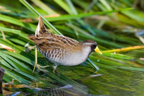 Sora Porzana carolinensis Tucson, Arizona, USA 23 March Adult breeding plumage. Rallidae