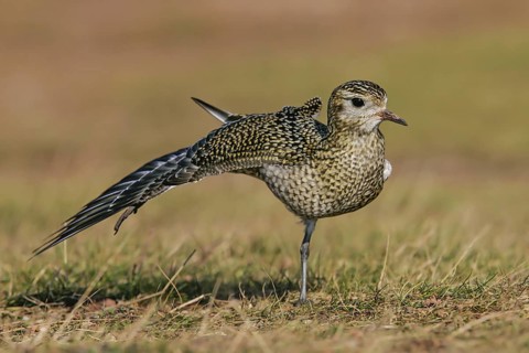 European Golden Plover (Pluvialis apricaria) stretching wing, Schleswig-Holstein, Germany