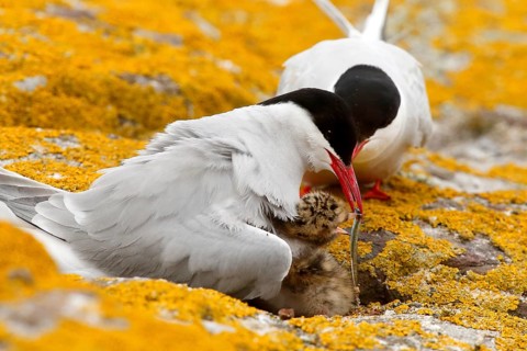 Arctic Tern (Sterna paradisaea) pair feeds chick, Farne Islands, United Kingdom