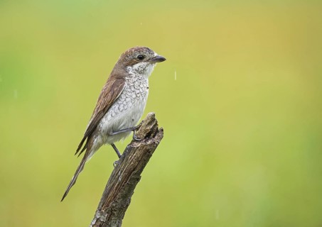Red-backed Shrike (Lanius collurio) female perched on a branch, Aosta Valley, Italy