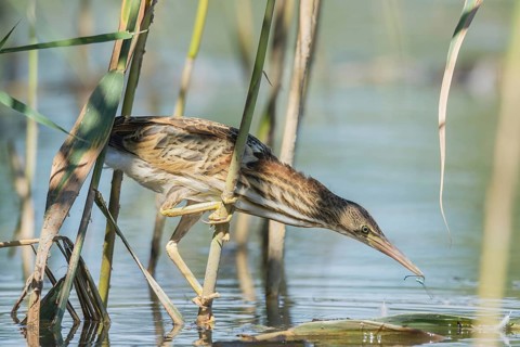Zwergdommel (Ixobrychus minutus) Little Bittern