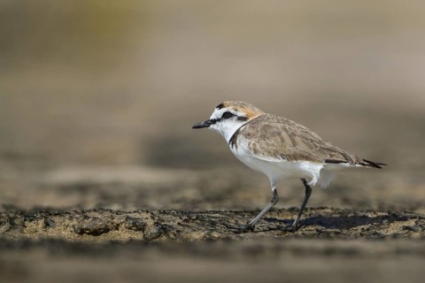 Kentish Plover (Charadrius alexandrinus), Fuerteventura, Spain
