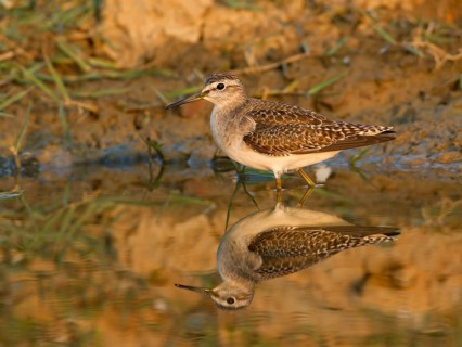 Wood Sandpiper (Tringa glareola), Phetchaburi, Thailand