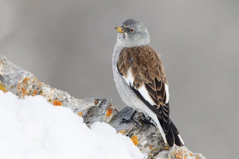 White-winged Snowfinch (Montifringilla nivalis), Valais, Switzerland
