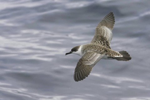 Great Shearwater (Ardenna gravis), South Australia, Australia