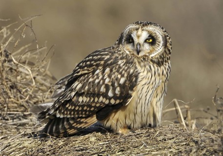 Short-eared Owl (Asio flammeus), British Columbia, Canada