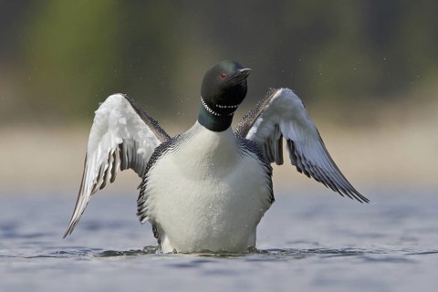 Great Northern Loon (Gavia immer), British Columbia, Canada