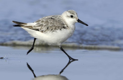 Sanderling (Calidris alba), British Columbia, Canada