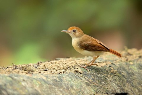 Ferruginous Babbler (Trichastoma bicolor), Pahang, Malaysia