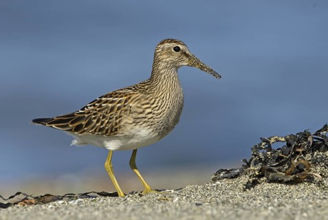 Pectoral Sandpiper (Calidris melanotos), British Columbia, Canada