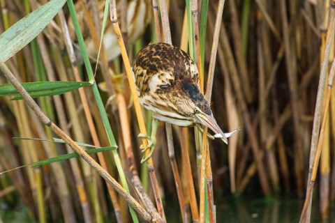 Little Bittern (Ixobrychus minutus) juvenile carrying fish in bill, Thuringia, Germany