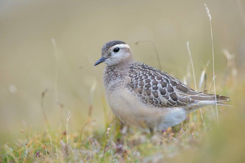 Eurasian Dotterel (Charadrius morinellus) juvenile, Abruzzo, Italy