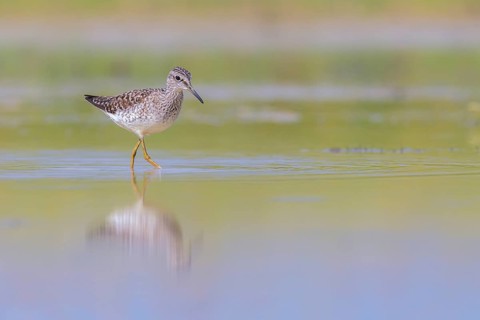 Wood Sandpiper (Tringa glareola) foraging, Lazio, Italy