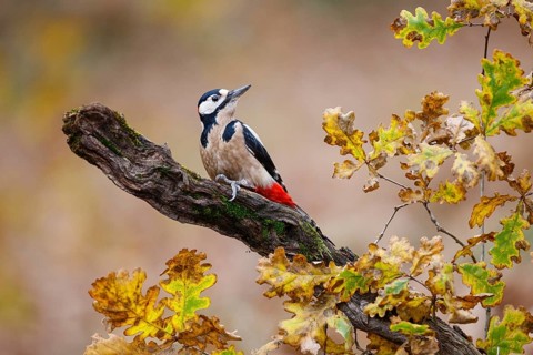 Great Spotted Woodpecker (Dendrocopos major) male, Asturias, Spain
