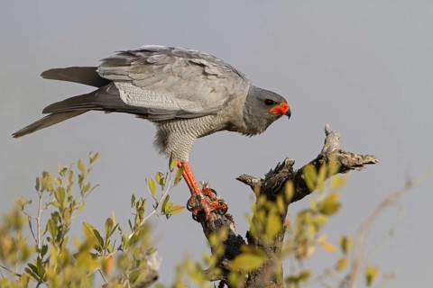 Pale Chanting Goshawk (Melierax canorus), Oshikoto, Etosha National Park, Namibia