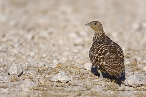 Namaqua Sandgrouse (Pterocles namaqua), Oshikoto, Namibia