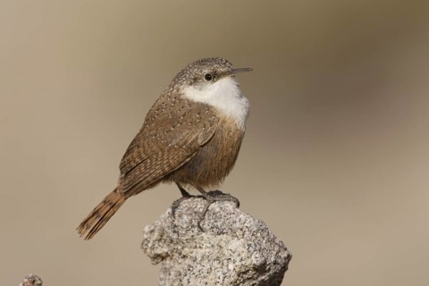 Canyon Wren (Catherpes mexicanus) male, California, USA