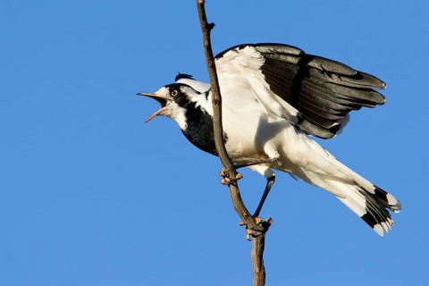 Magpie-Lark (Grallina cyanoleuca) female calling, New South Wales, Australia