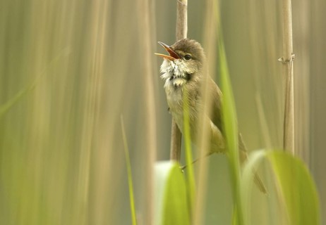 Eurasian Reed Warbler (Acrocephalus scirpaceus) singing, Mecklenburg-Western Pomerania, Germany