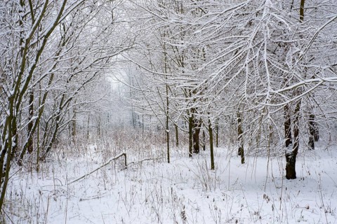 Winter Forest with Bare Trees and Branch with Snow in a Winter Day in Locarno, Ticino, Switzerland