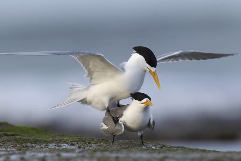 Greater Crested Tern (Thalasseus bergii) pair mating, Victoria, Australia