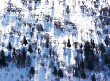 Snow covers the ground in Cantal, revealing an intricate pattern of tree shadows. The trees stand